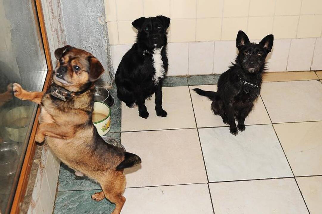Gyvūnų prieglaudoje meilės ilgisi beširdžių žmonių aukos