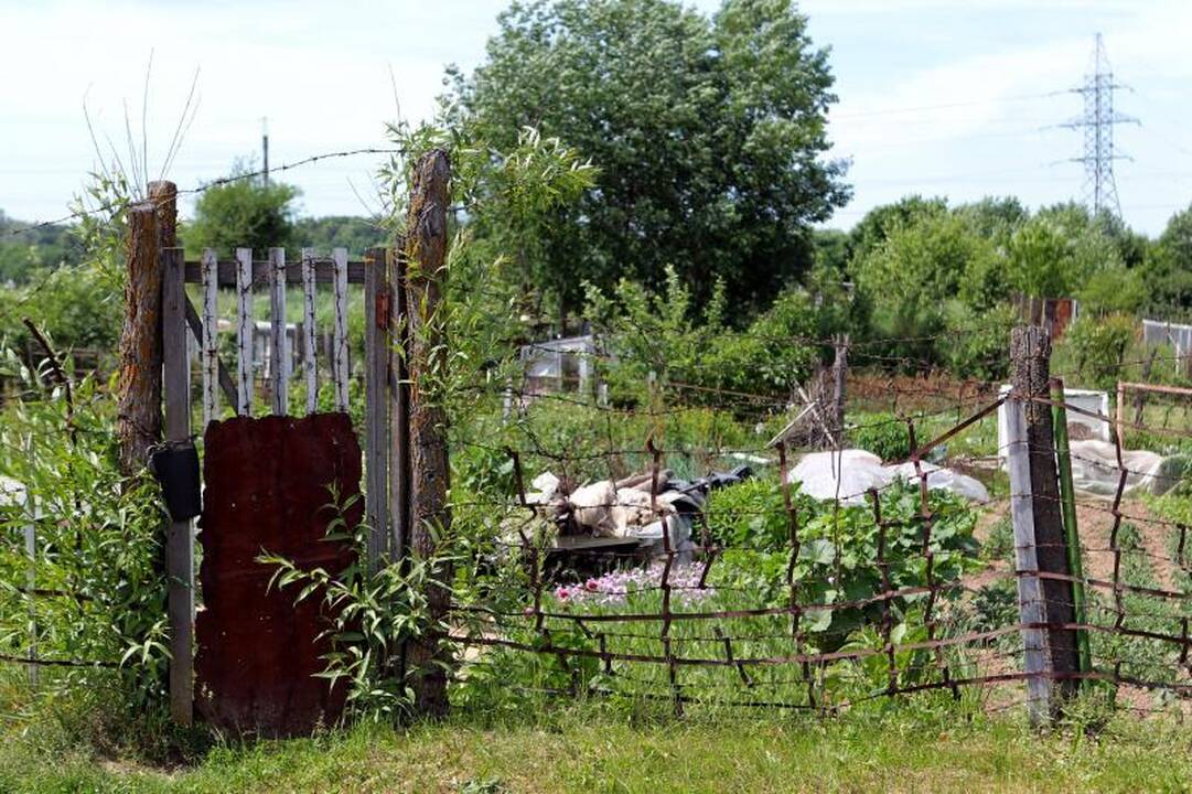 Sostinės daugiabučių papėdėje – daržininkų valdos