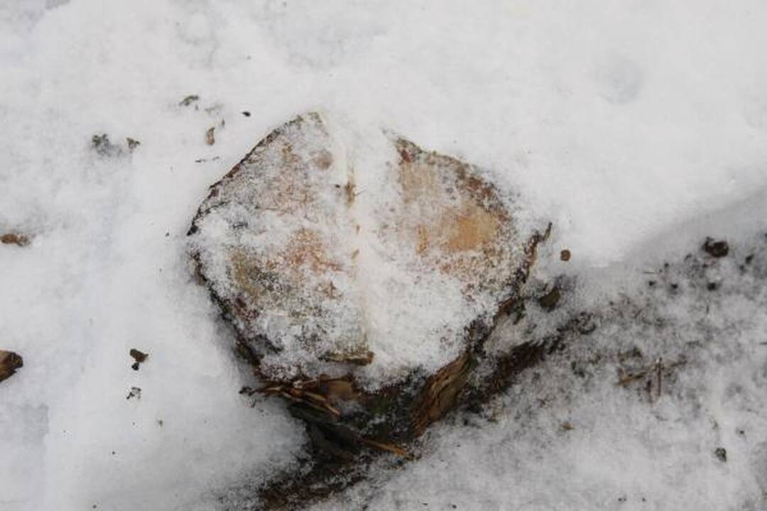 Klaipėdos miškeliuose iškirsta apie du šimtus medžių