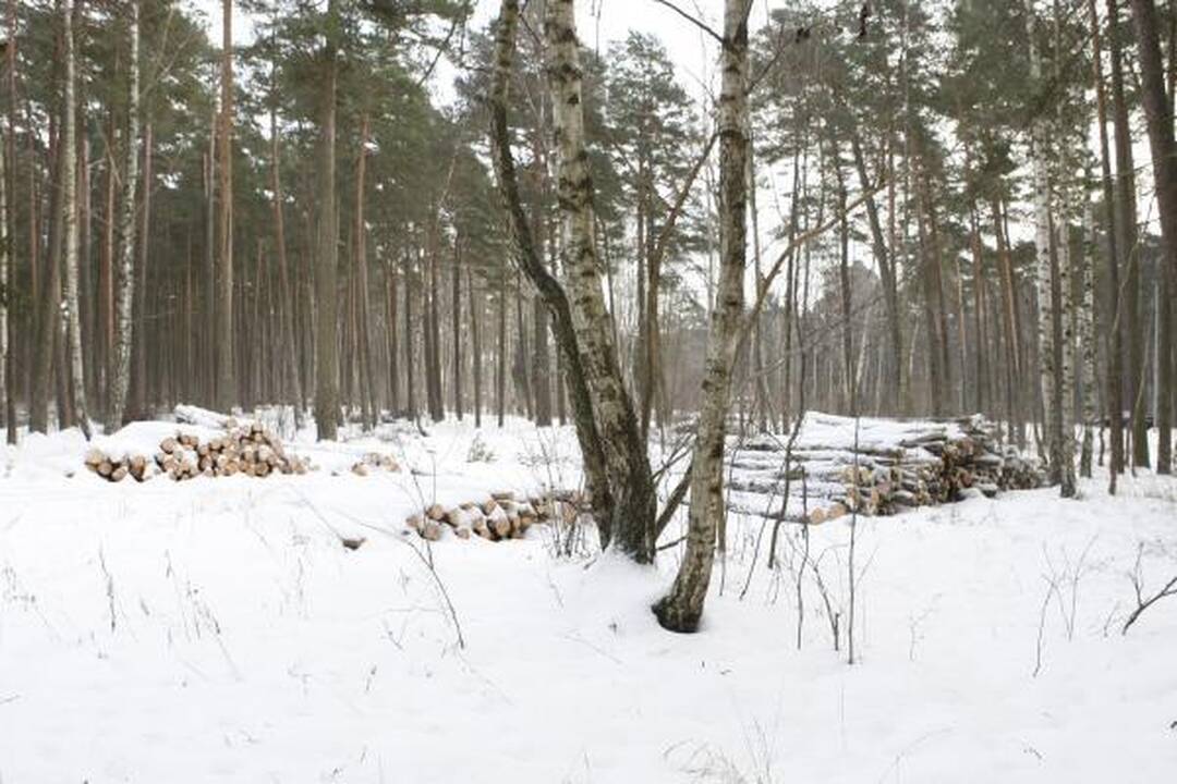 Klaipėdos miškeliuose iškirsta apie du šimtus medžių