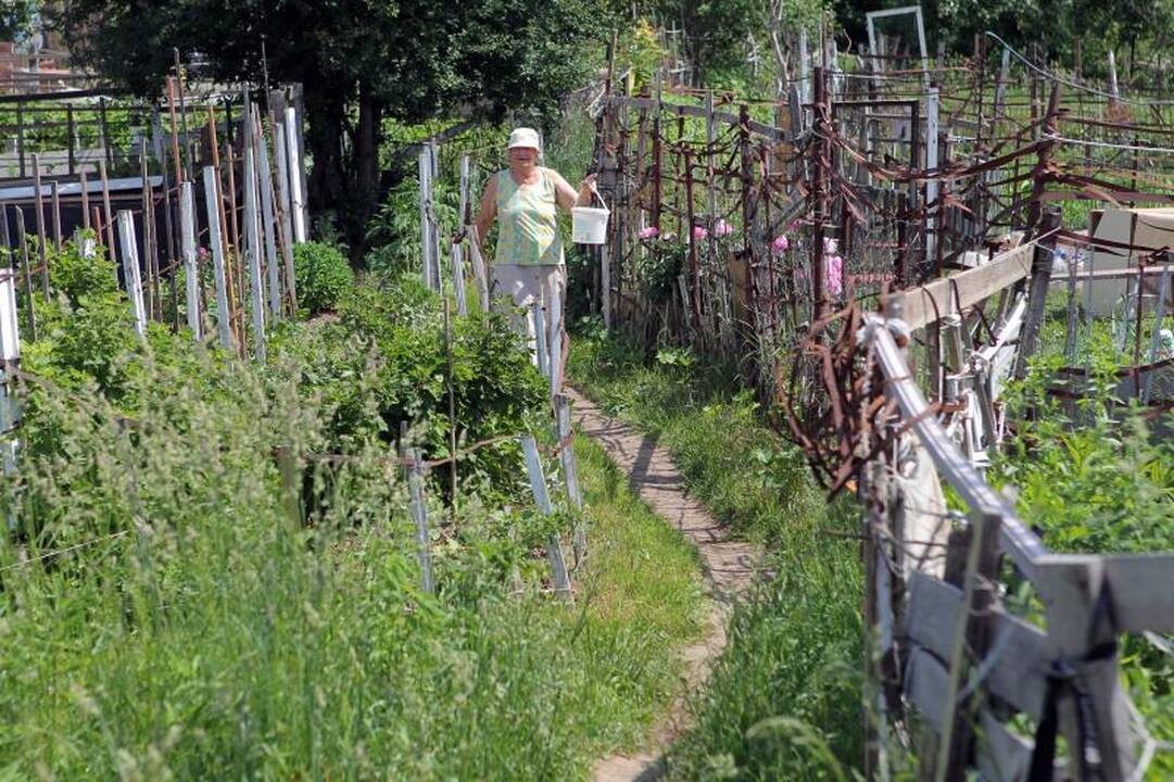 Sostinės daugiabučių papėdėje – daržininkų valdos