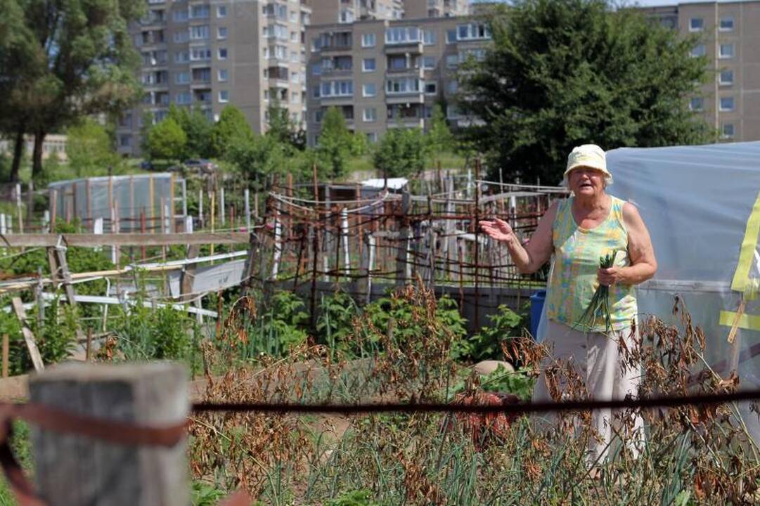 Sostinės daugiabučių papėdėje – daržininkų valdos