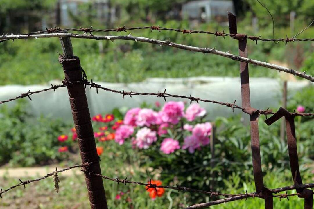 Sostinės daugiabučių papėdėje – daržininkų valdos