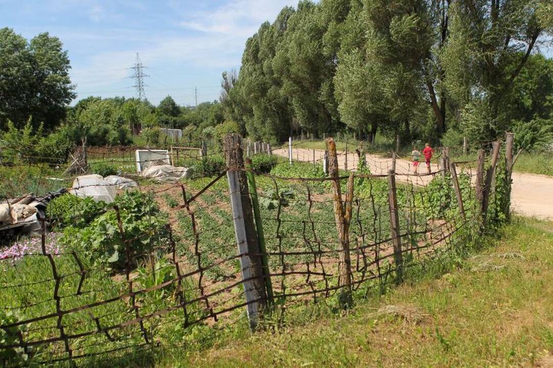 Sostinės daugiabučių papėdėje – daržininkų valdos