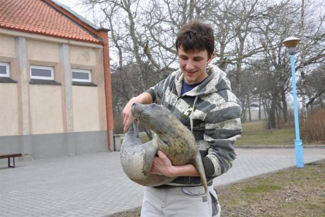 Jūrų muziejus nesutalpina sergančių ruoniukų