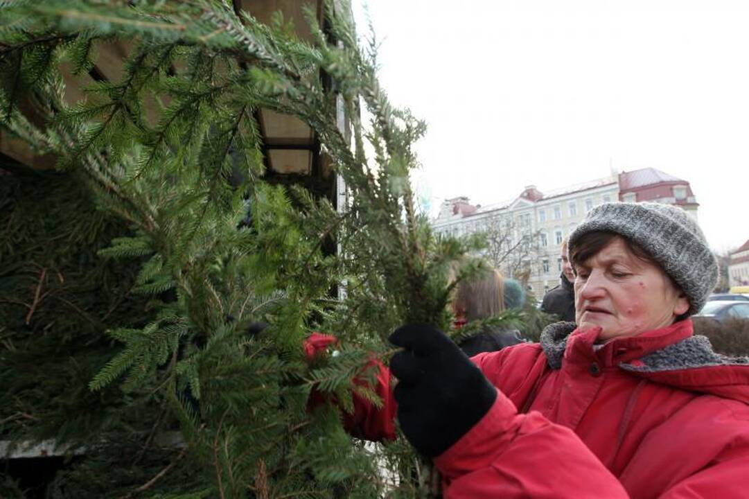 Vilniečiai per šventes puoš ne tik eglių, bet ir pušų šakas