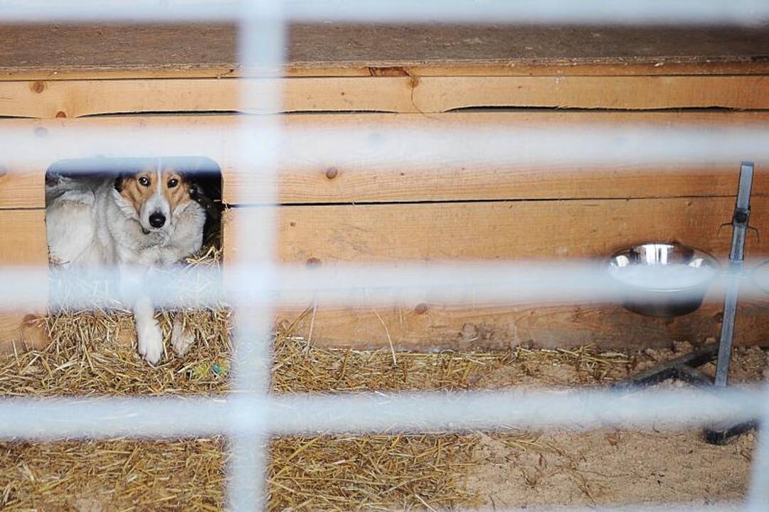 Gyvūnų prieglaudoje meilės ilgisi beširdžių žmonių aukos