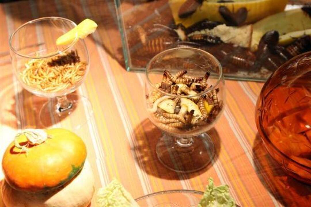 Helovino proga atsikąsk tarakono