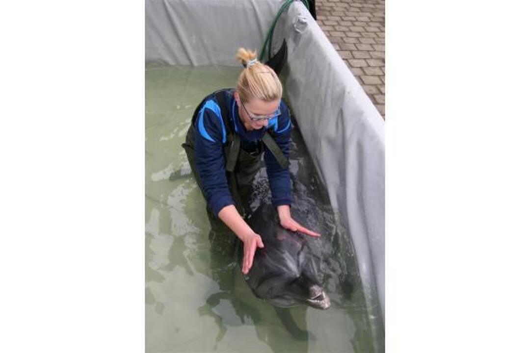 Lėktuvas su delfinais jau pakeliui į Graikiją (papildyta)