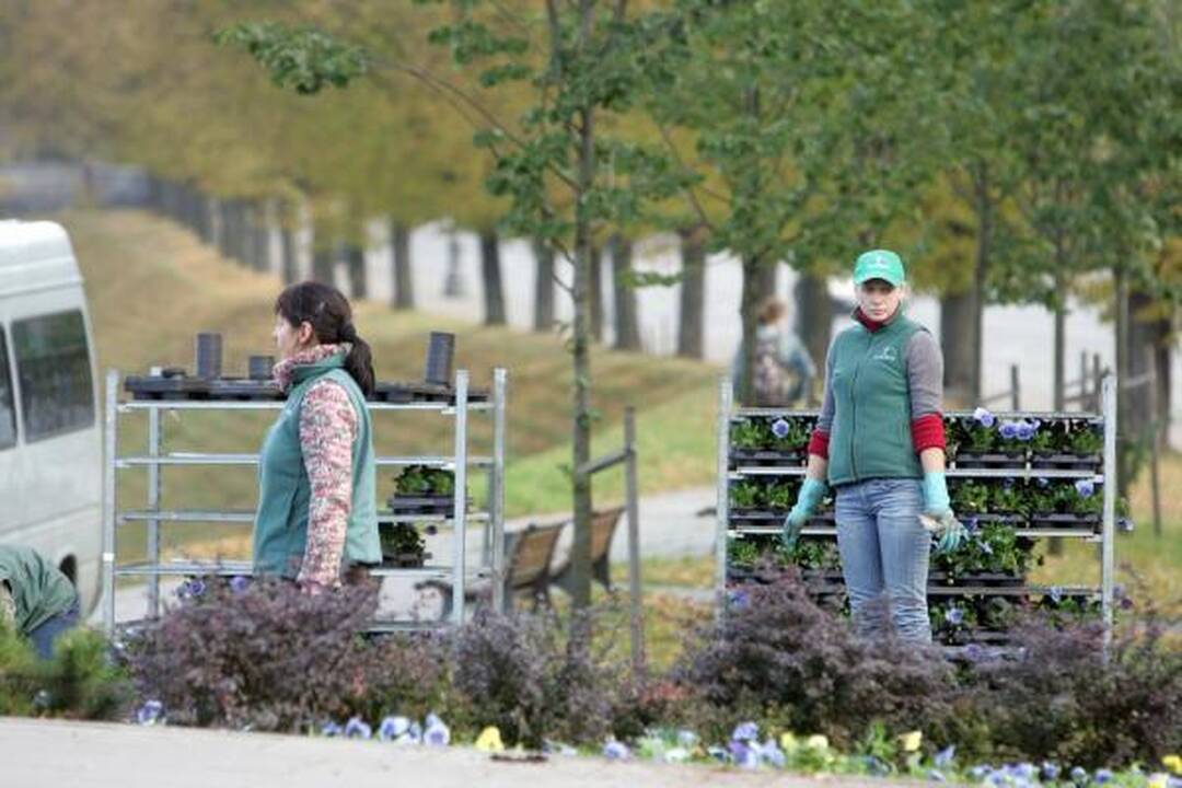 Vilnių ir žiemą puoš žydinčios gėlės