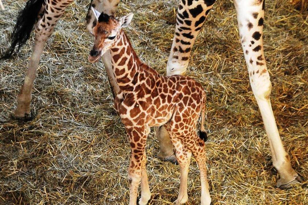 Budapešto zoologijos sodas džiaugiasi savaitės amžiaus žirafa