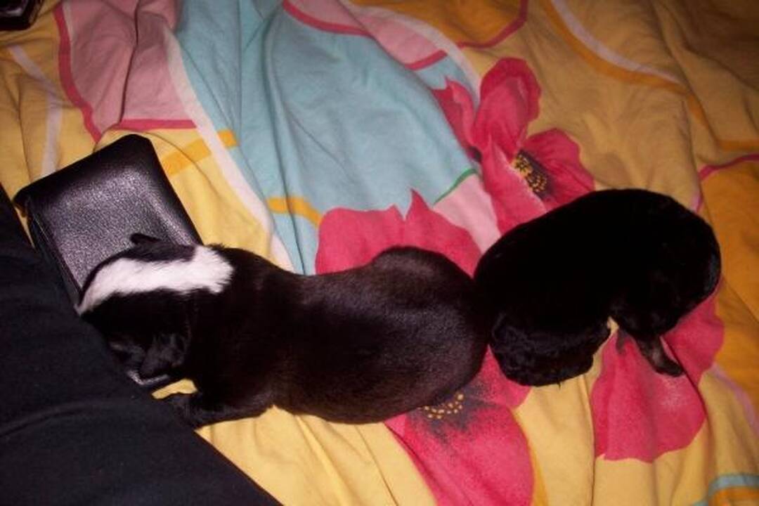 Gyvi užkasti ir išgelbėti šunyčiai turi laikinus namus