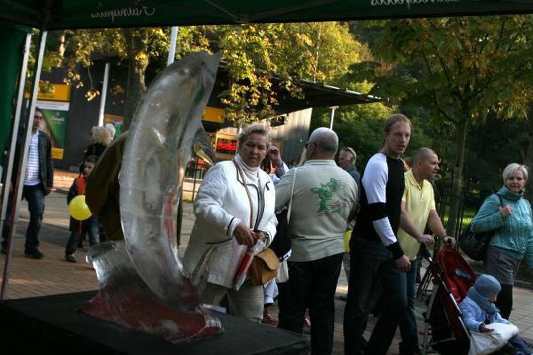 Palangoje išsirikiavo tūkstantis stalų