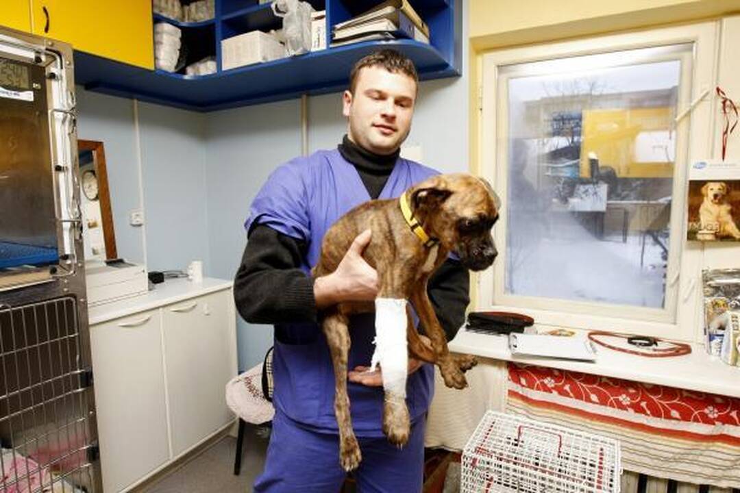Klaipėdiečiai sužalotą šunį paliko mirti