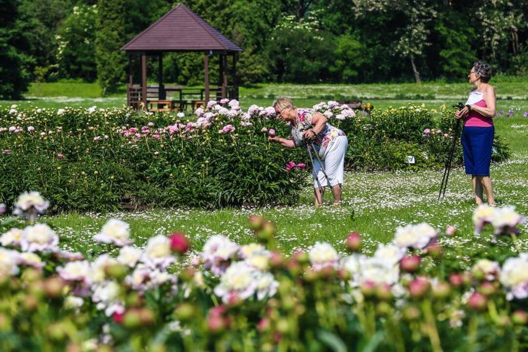 Pasigrožėti bijūnų žydėjimu – į Botanikos sodą