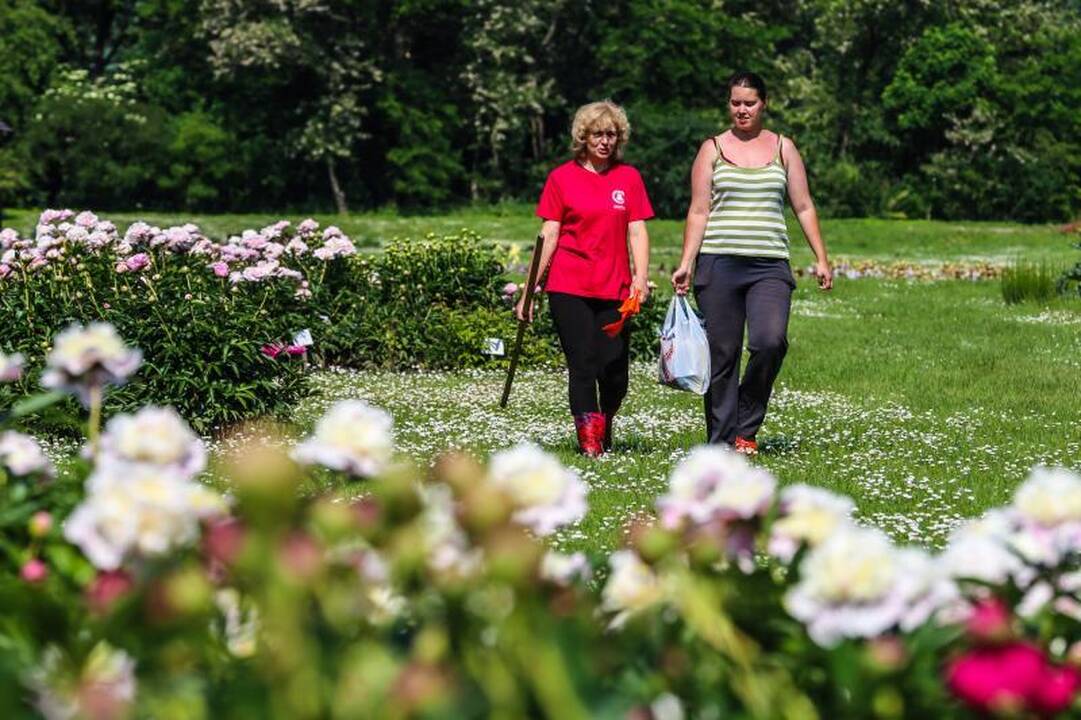 Pasigrožėti bijūnų žydėjimu – į Botanikos sodą