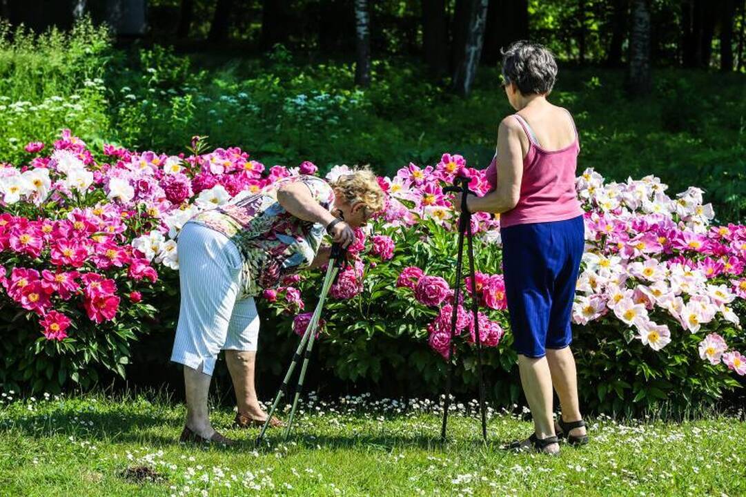 Pasigrožėti bijūnų žydėjimu – į Botanikos sodą