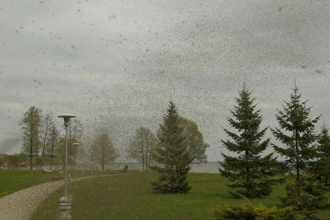 Juodkrantėje - įspūdingi uodų debesys