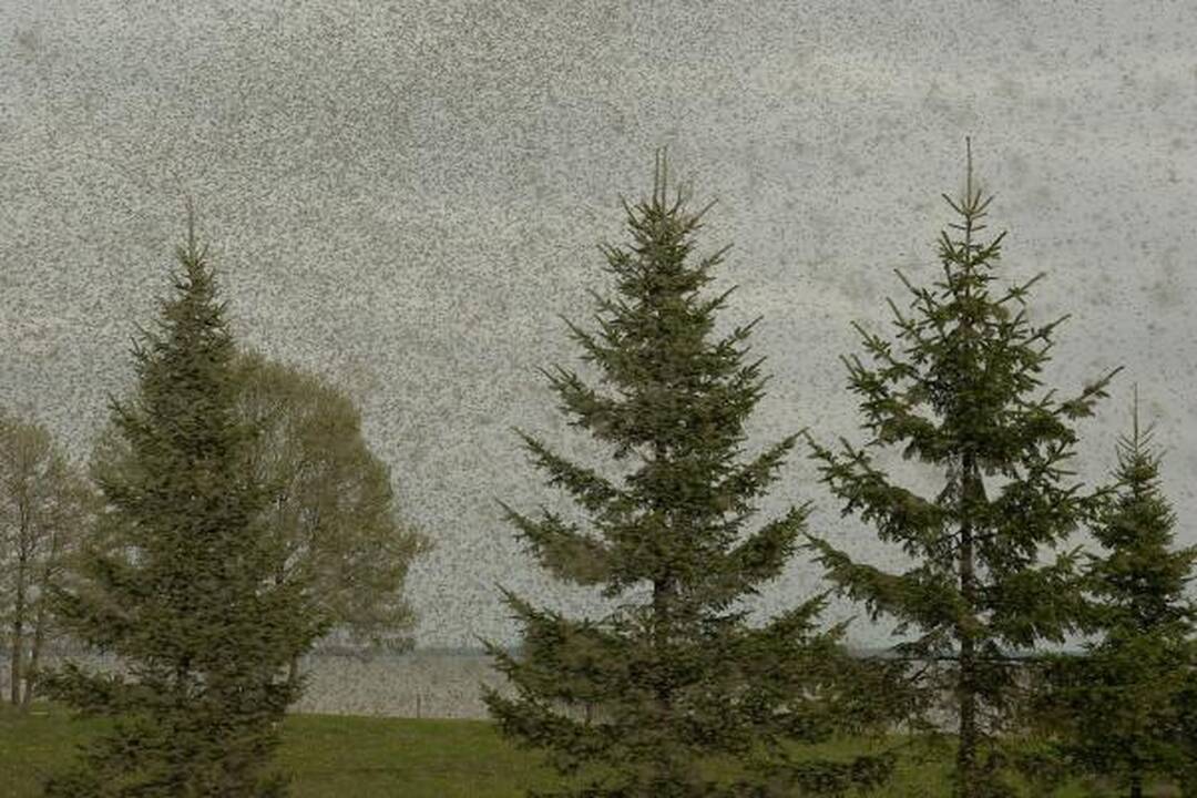 Juodkrantėje - įspūdingi uodų debesys