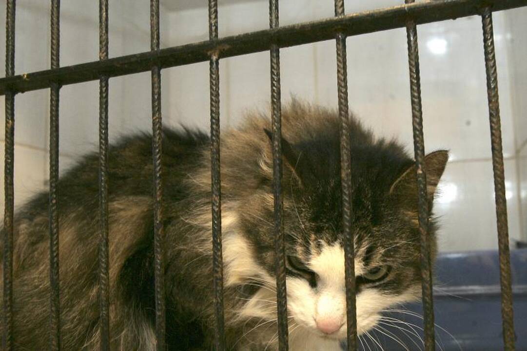 Klaipėdoje užsieniečiai nemokamai sterilizuos beglobius gyvūnus
