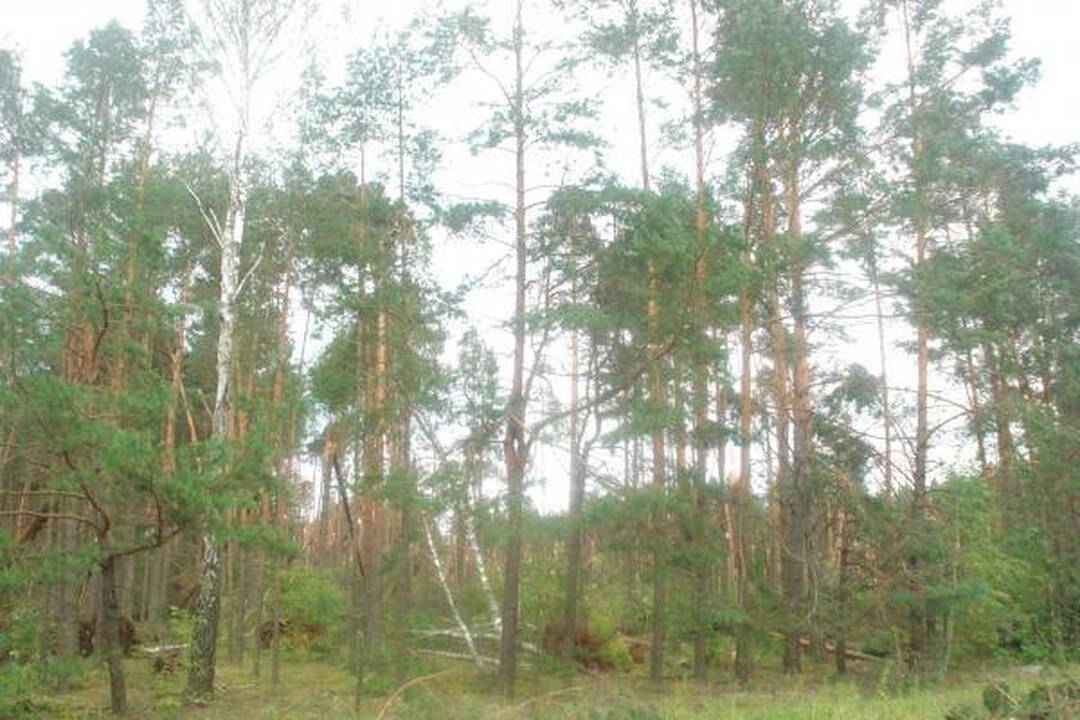 Škvalas pasiglemžė mažiausiai 4 žmonių gyvybes (patikslinta)