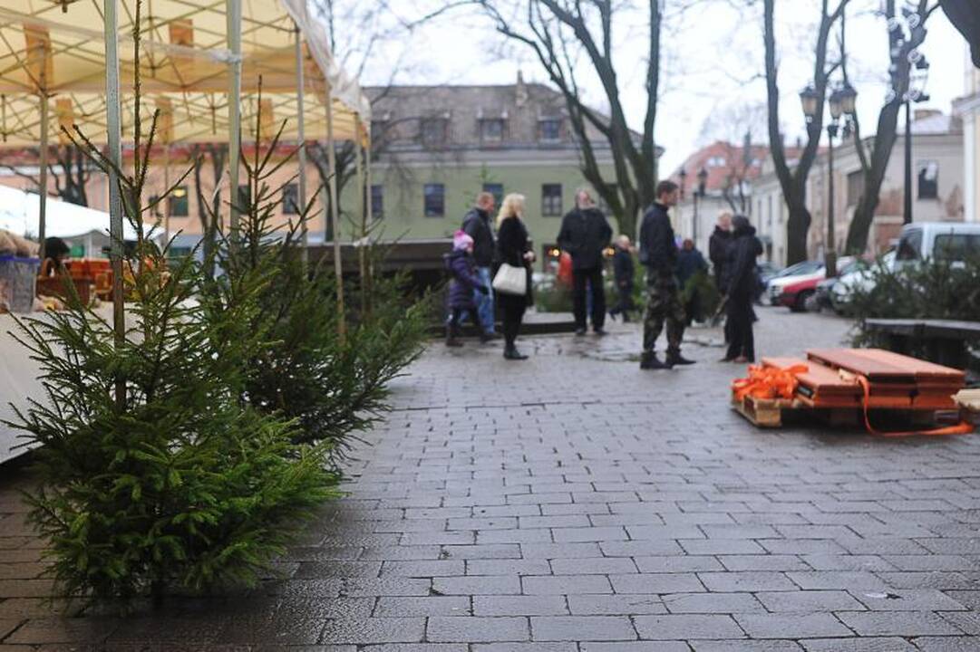 Nemokamos eglutės Kaune – sugadinta kalėdinė nuotaika