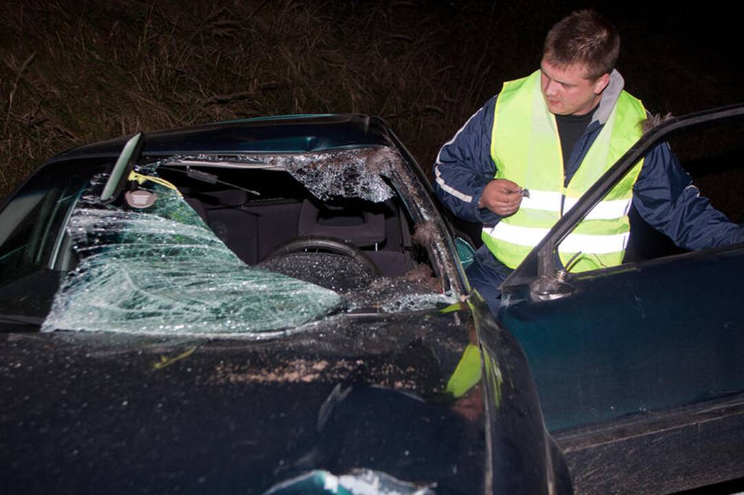 Vilniaus pakraštyje „Audi“ susidūrė su briedžiu
