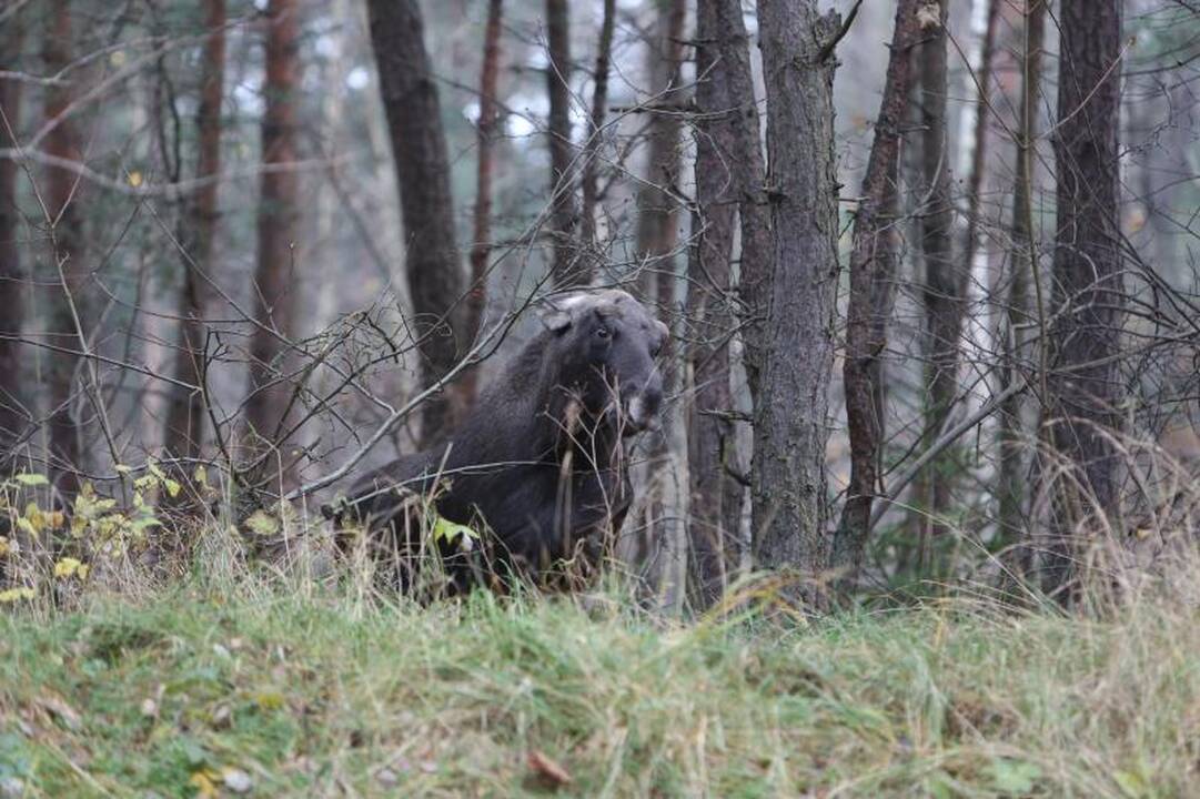 Briedžių šeimynos pietums mašinos netrukdo