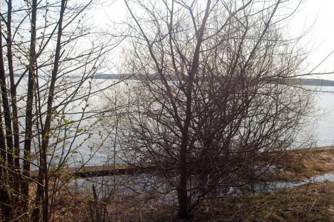 Prokurorai: L.Stankūnaitė neatmetė, kad rastas kūnas - D.Kedžio (papildyta)