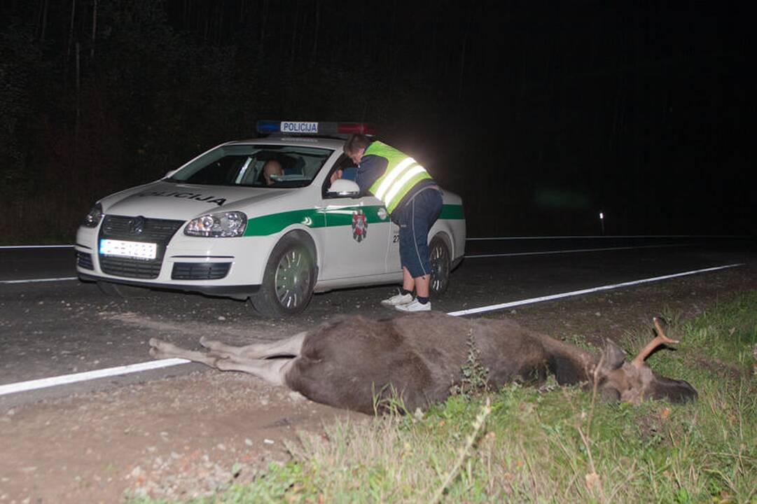 Vilniaus pakraštyje „Audi“ susidūrė su briedžiu