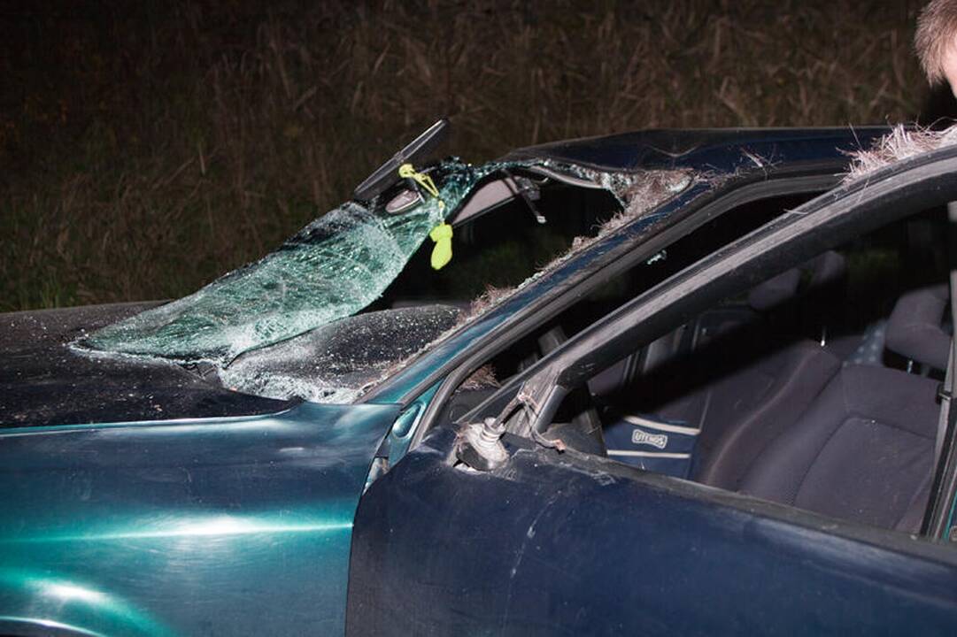 Vilniaus pakraštyje „Audi“ susidūrė su briedžiu