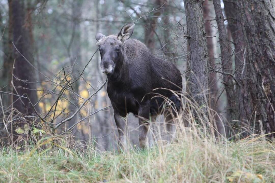 Briedžių šeimynos pietums mašinos netrukdo
