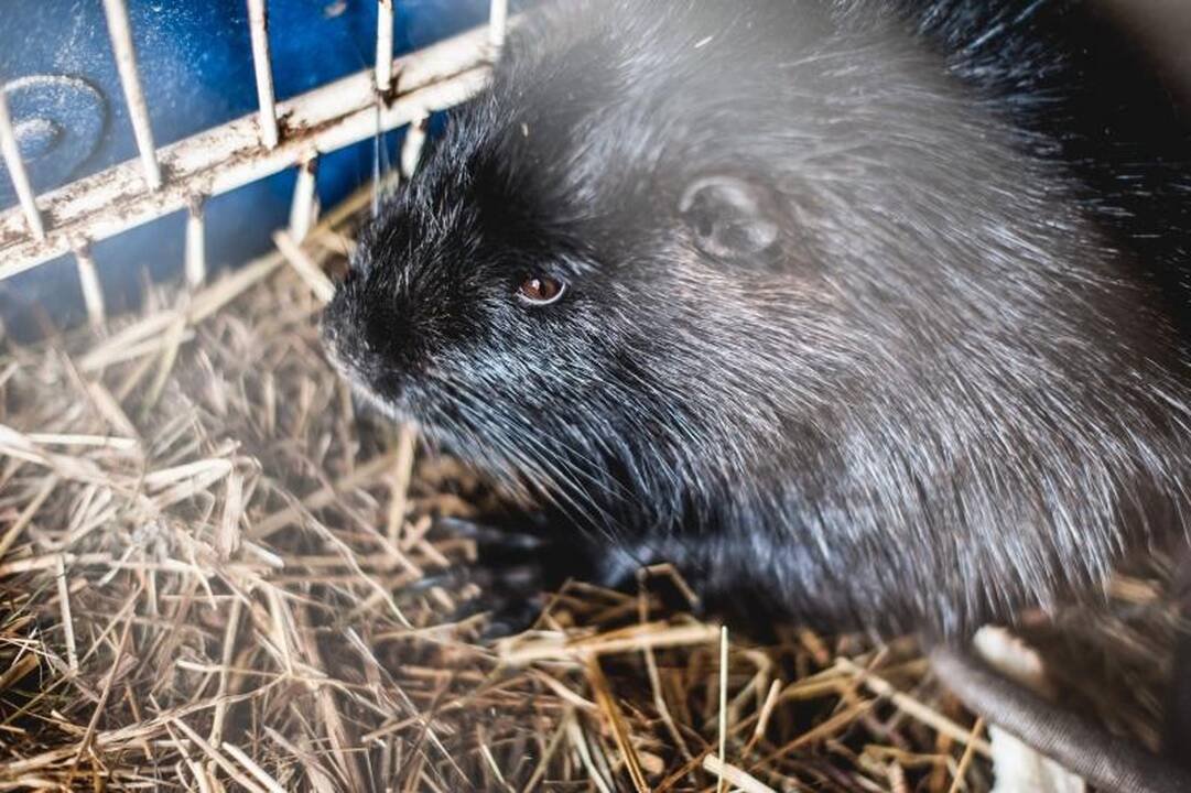 Laiminga pabaiga: išgelbėtos nutrijos iškeliavo į ūkininkų sodybas