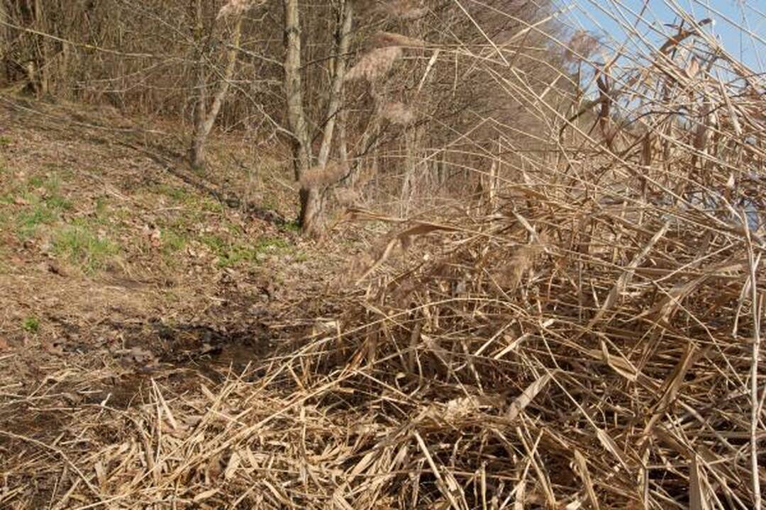 Prokurorai: L.Stankūnaitė neatmetė, kad rastas kūnas - D.Kedžio (papildyta)