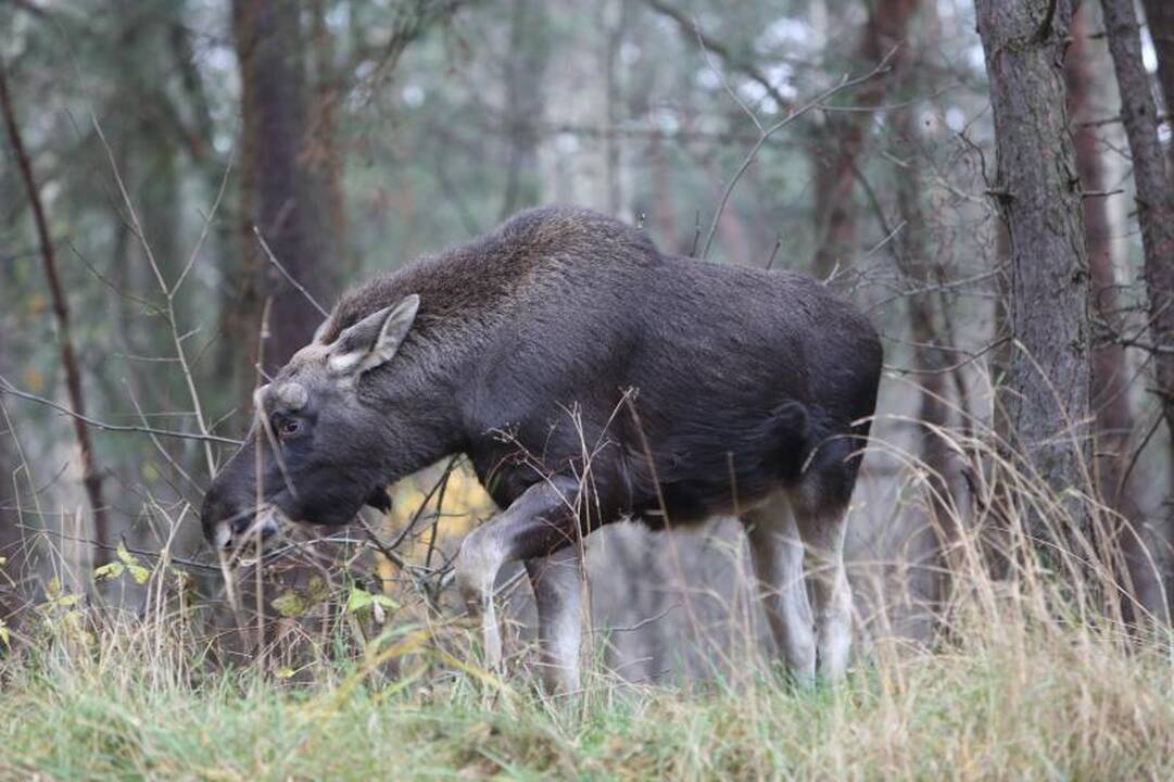 Briedžių šeimynos pietums mašinos netrukdo