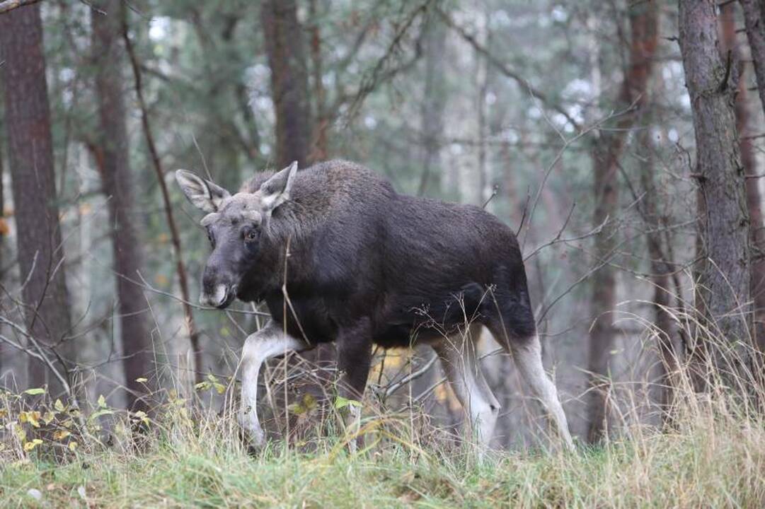 Briedžių šeimynos pietums mašinos netrukdo