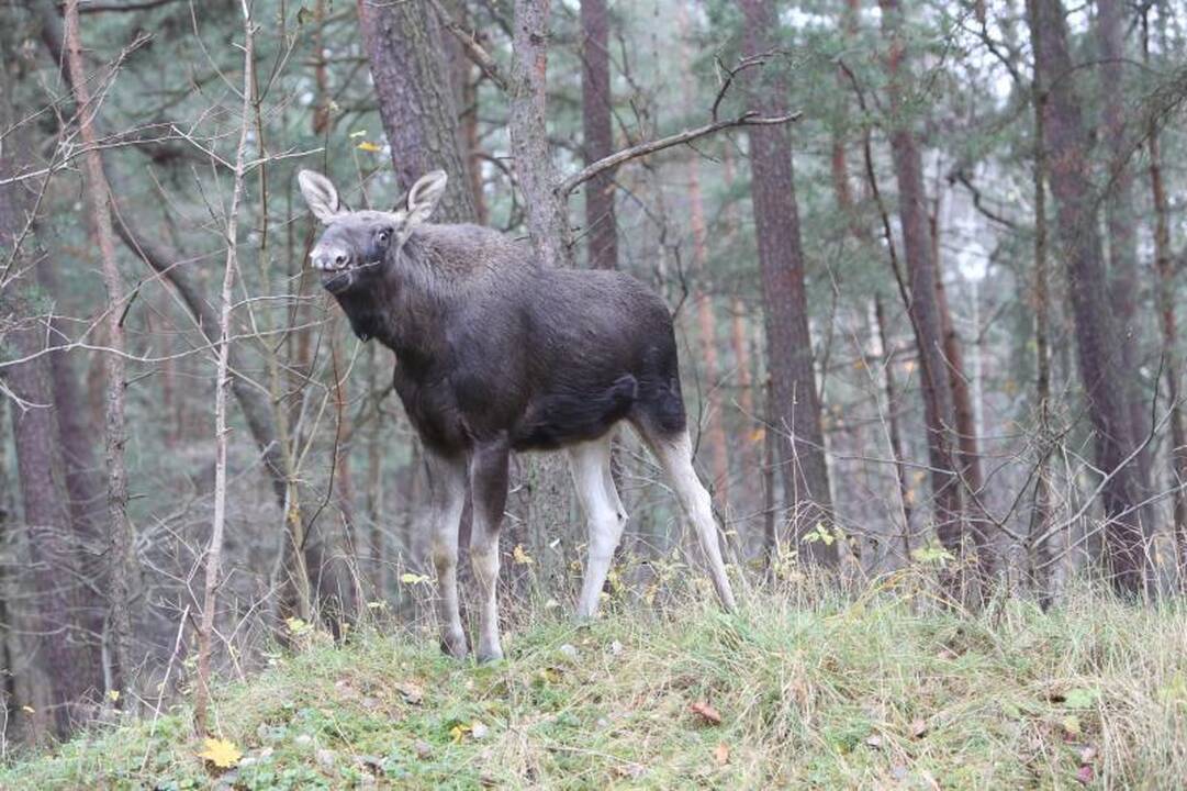 Briedžių šeimynos pietums mašinos netrukdo