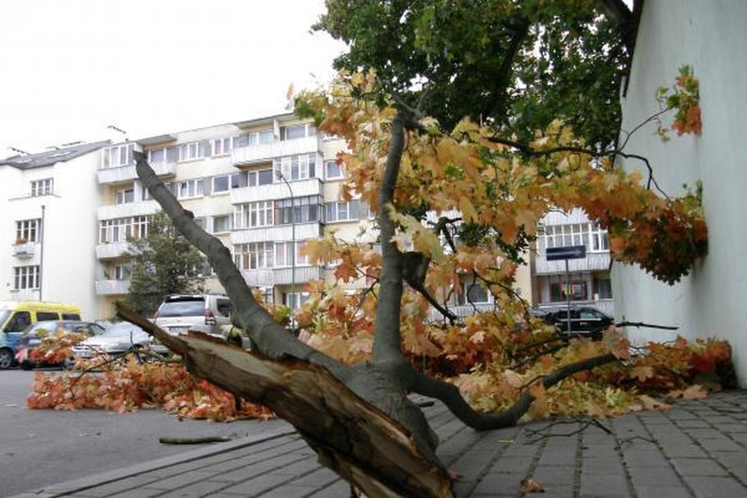 Vėjo nulaužta šaka apgadino mašiną