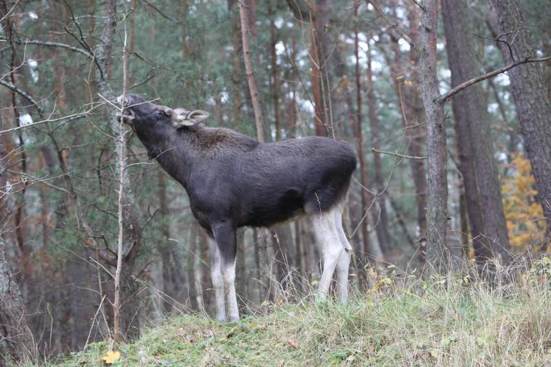 Briedžių šeimynos pietums mašinos netrukdo
