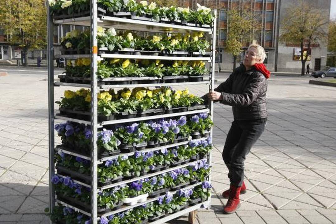 Klaipėda pasipuošė našlaitėmis