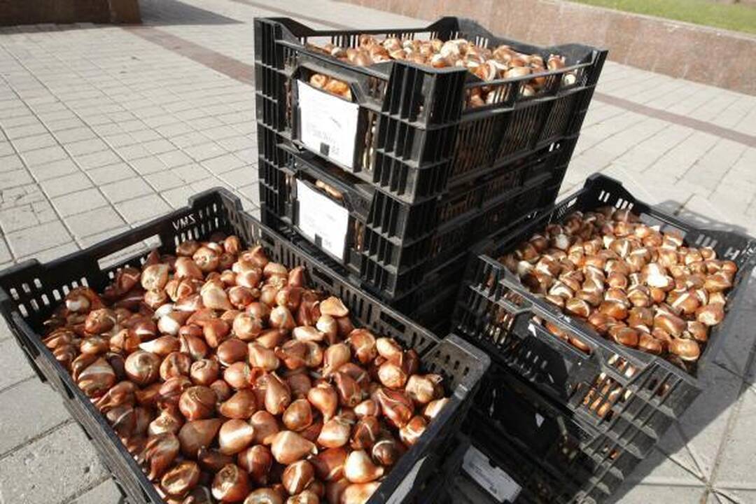 Klaipėda pasipuošė našlaitėmis