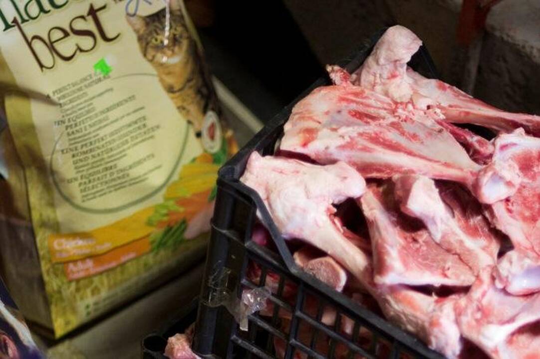 Prieglaudos gimtadienis buvo laimingas vos vienam vargšeliui