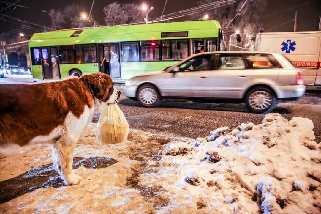 Savanorių pr. susidūrė troleibusas ir ligonį vežęs medikų automobilis
