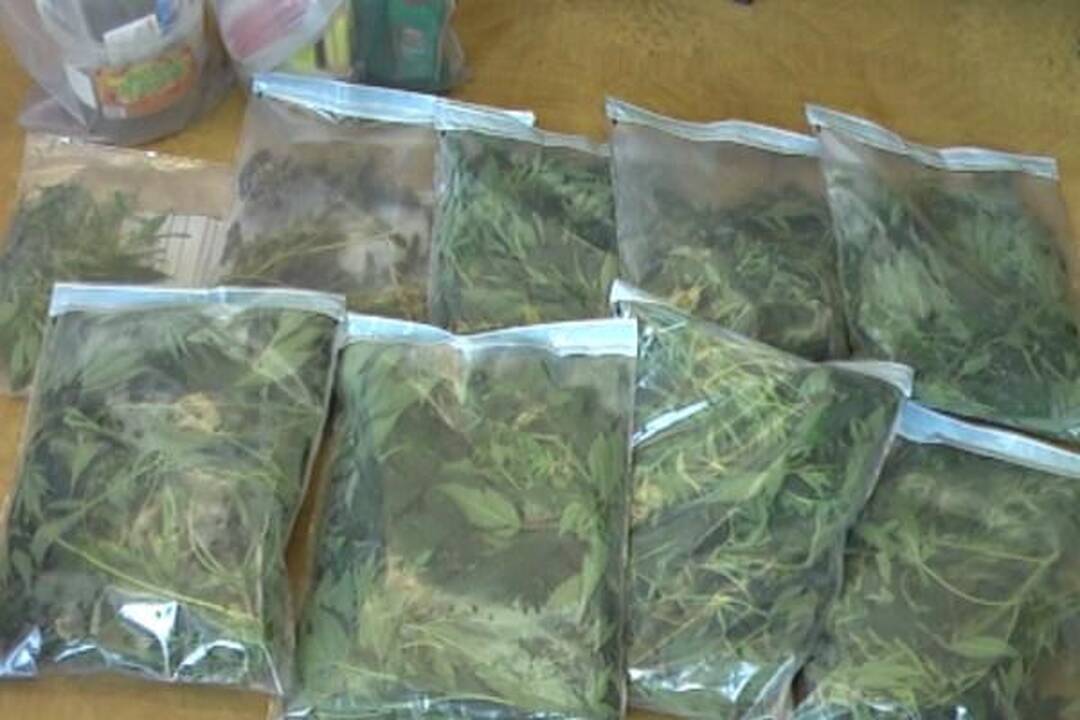 Verslininkas iš Klaipėdos pas mamą augino kanapes 