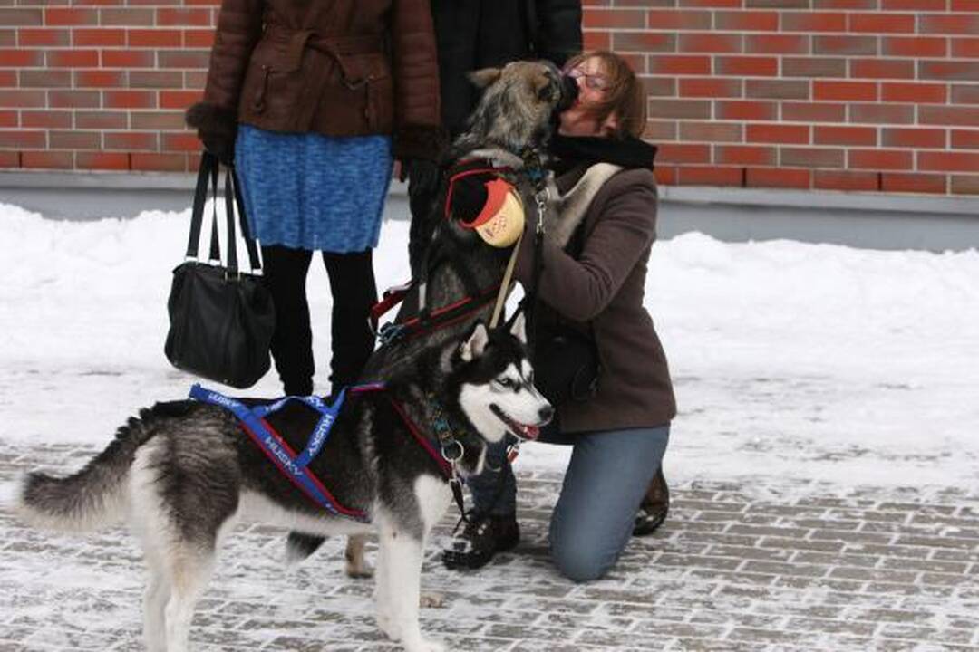 Haskių lenktynės sudomino šimtus kauniečių
