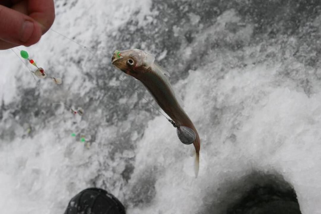Stintos ant Kuršių marių ledo priviliojo tūkstančius žvejų 