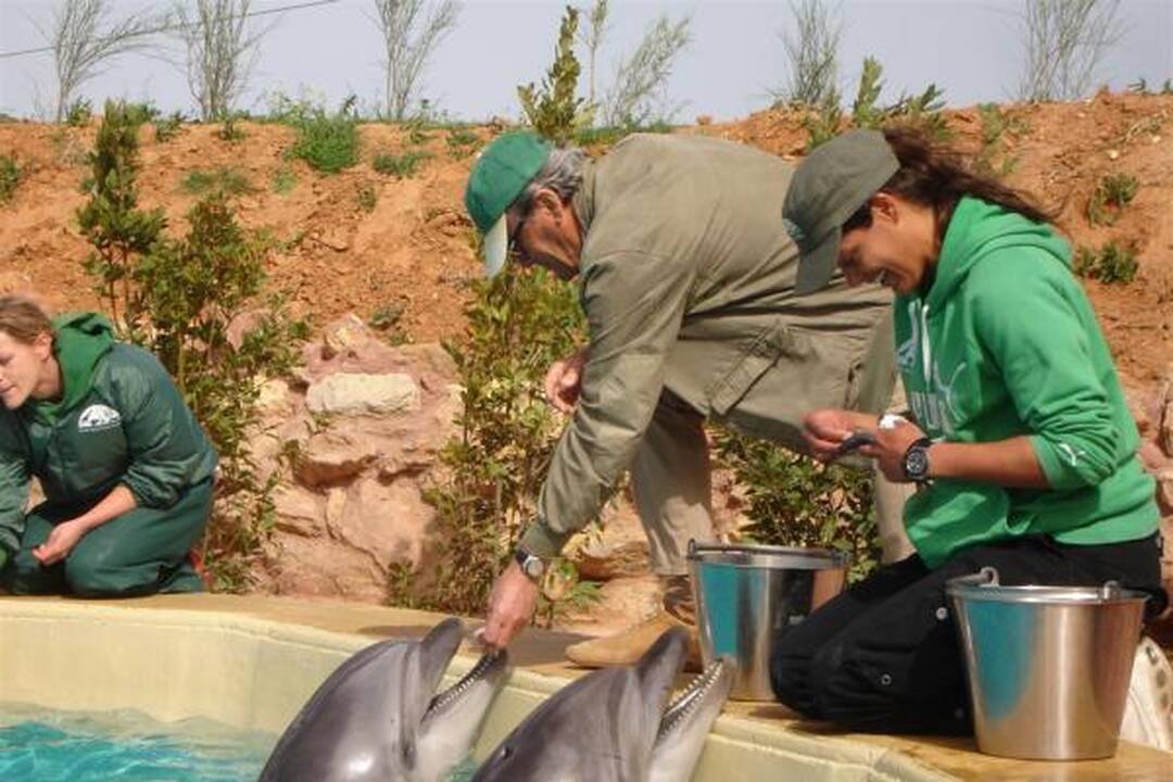 Klaipėdos delfinai Graikijoje jaučiasi puikiai
