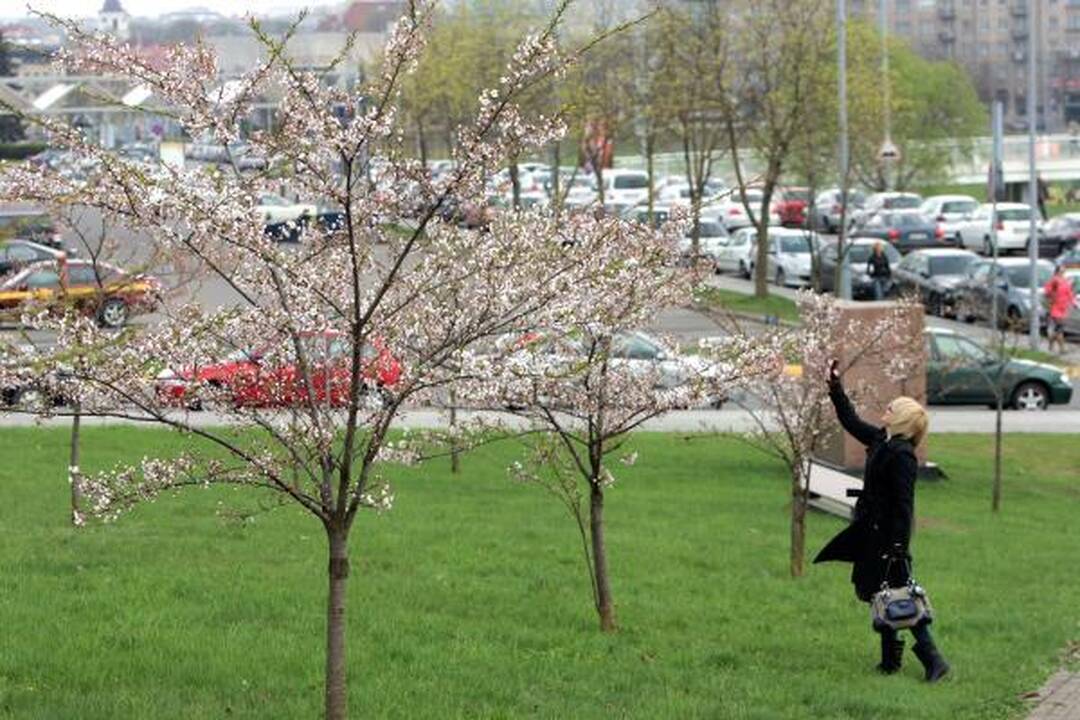 Vilniuje pražydo sakuros