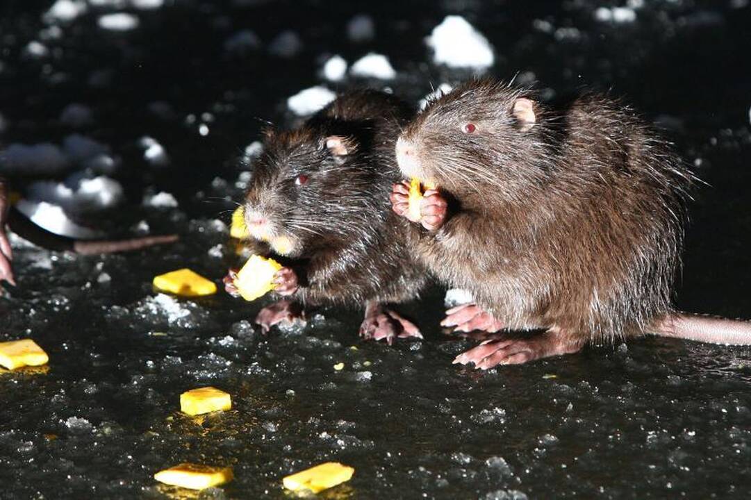 Laiminga pabaiga: išgelbėtos nutrijos iškeliavo į ūkininkų sodybas