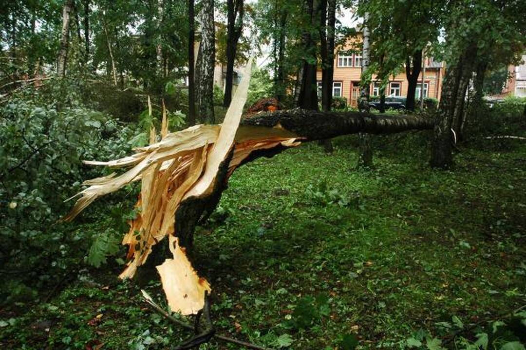 Škvalas Kauno rajone nuniokojo miškus